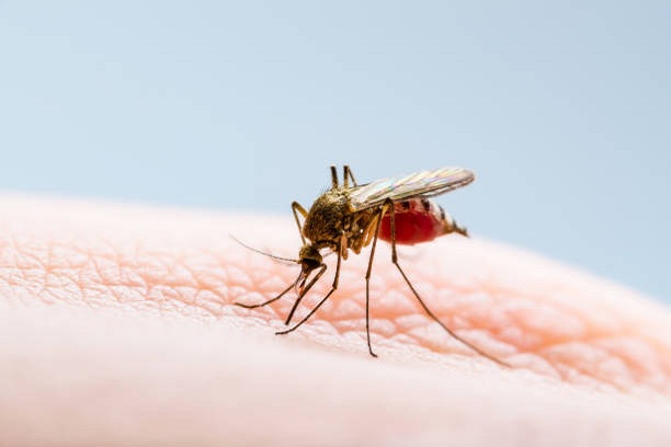 Mengenal Chikungunya Penyebab Gejala Pengobatan dan Pencegahan